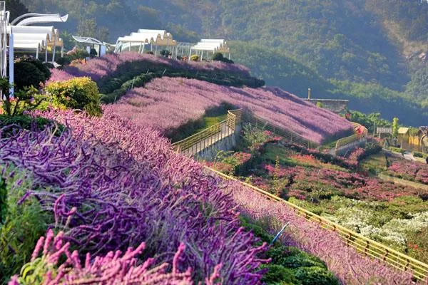 新津花舞人間<a href='http://m.eurekaspringsshopping.com/' target=_blank>旅游攻略</a> 附門票價(jià)格及交通指南