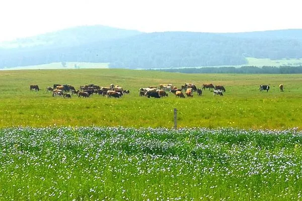 御道口<a href='http://m.eurekaspringsshopping.com/' target=_blank>旅游攻略</a> 去御道口草原怎么走